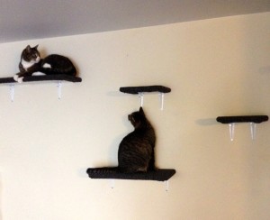 cat-shelves