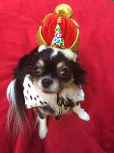 dog-wearing-crown