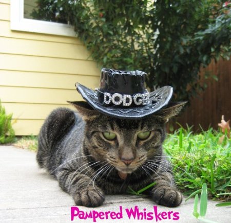 cat-cowboy-hat