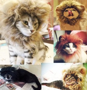 cat-lion-costume