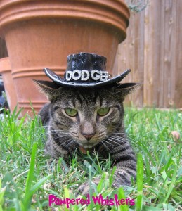 cat-wearing-cowboy-hat