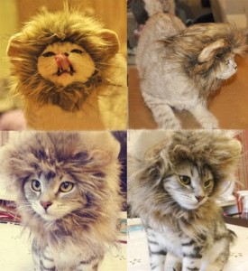 cats-wearing-lion-mane