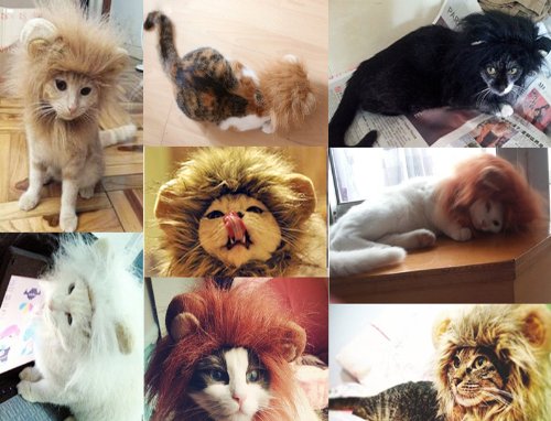 lion-hat-for-cats