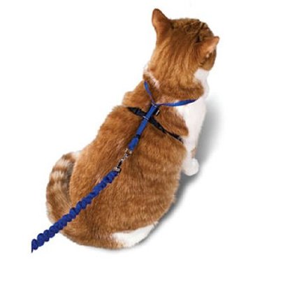 cat-harness