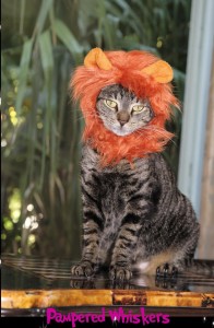 cat-standing-lion-hat