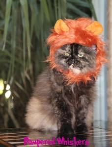 cat-with-lion-mane-costume
