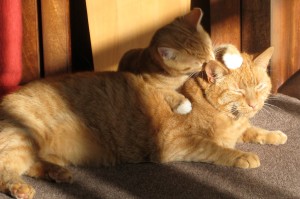two-ginger-cats-650546