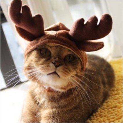 antlers for cats