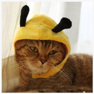 cat-bee-costume