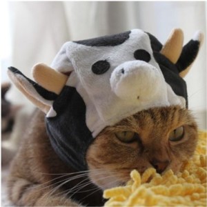 cat-cow-costume