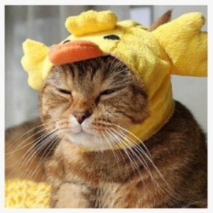 cat-duck-costume