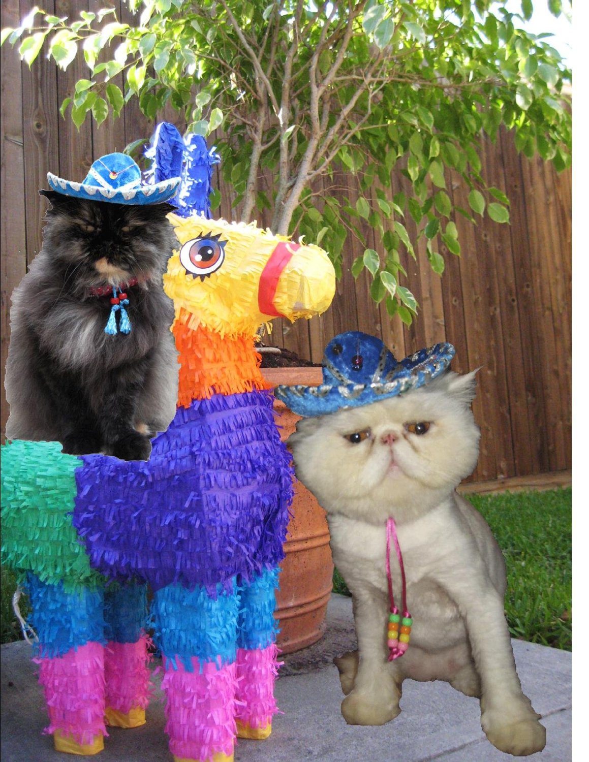 cat in sombrero