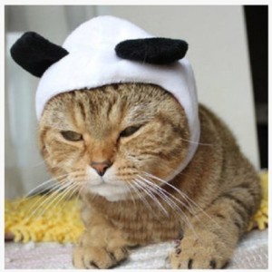 cat-panda-costume
