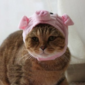 cat-pig-costume