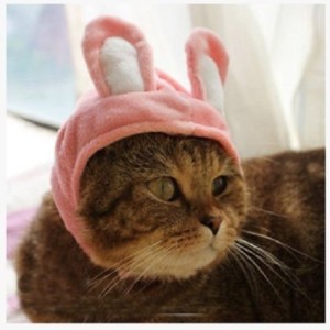 cat-rabbit-costume