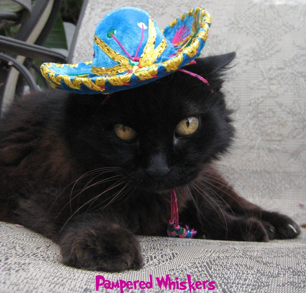 cat sombrero