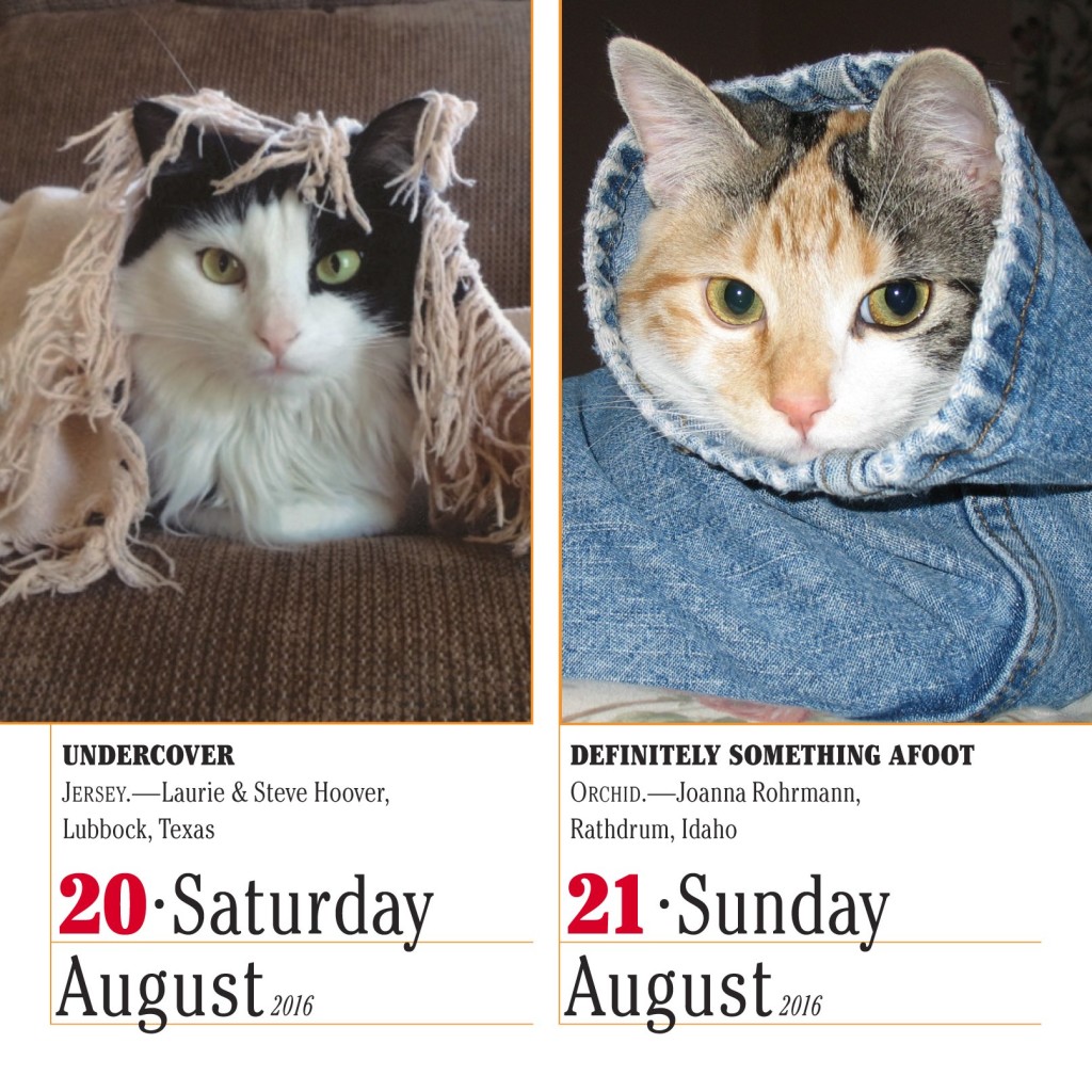 cute-cat-pics-in-calendar