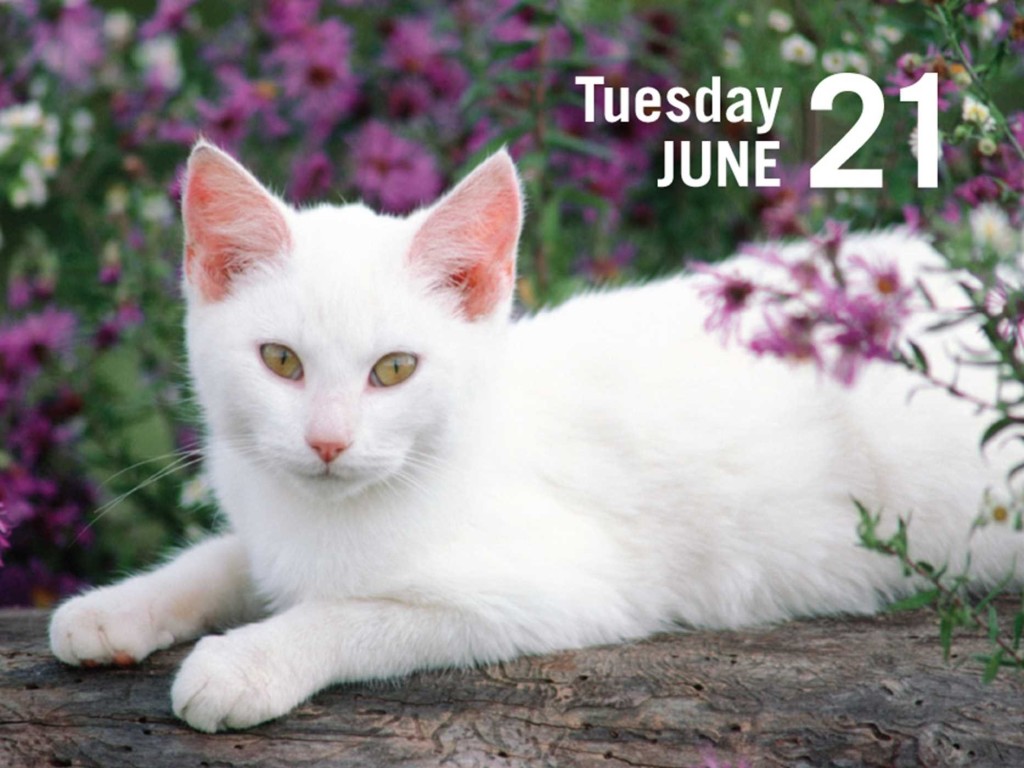 white-cat-in-calendar-photo