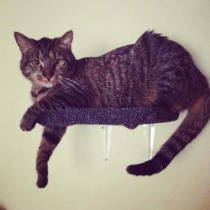 carpeted-cat-shelves
