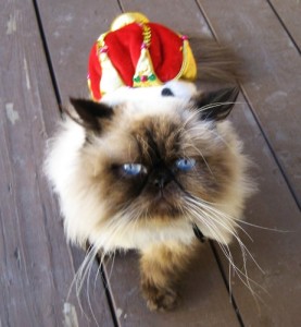 cat-crown