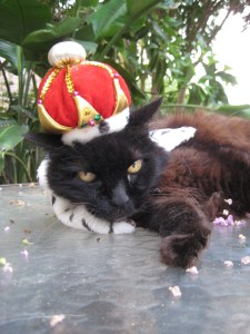 cat-wearing-crown
