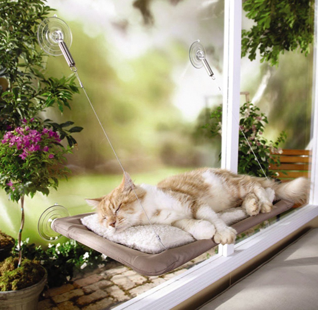 cat-window-seat