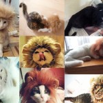 Lion Hat for Cats: Turn Fluffy Into the King of the Jungle