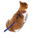 Cat Harness: Yes, You CAN Walk Your Cat on a Leash