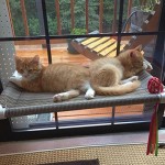 Cat Window Perch: Mountable Kitty Cot