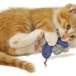 Catnip Toy with Feathers and Ball