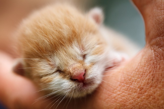 kitten with its eyes closed