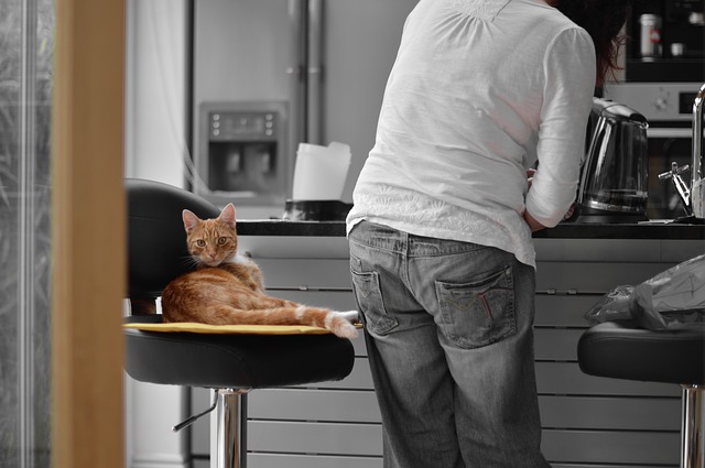 cat in kitchen