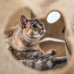 Your Cat Will Have Hours of Fun with this Ripple Rug