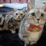 Necoichi Ninja Cat Collar: A Perfect Match for Any Cat