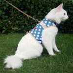 A Nice Escape-Proof Leash for Cats